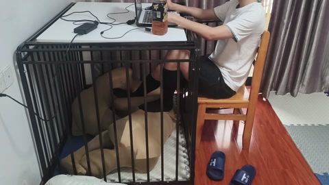 特殊订单三：情侣双人丝袜全包进笼子当脚垫 第12张